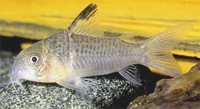 Corydoras sp. C76